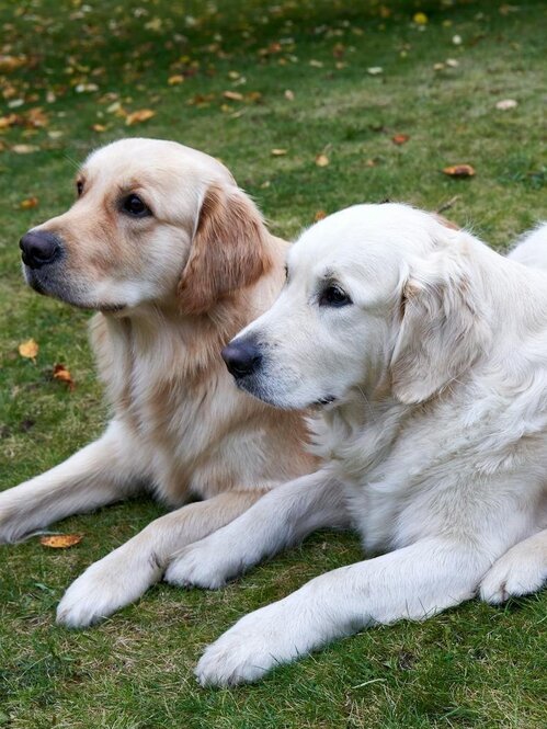 2 golden retrievers lying on grass