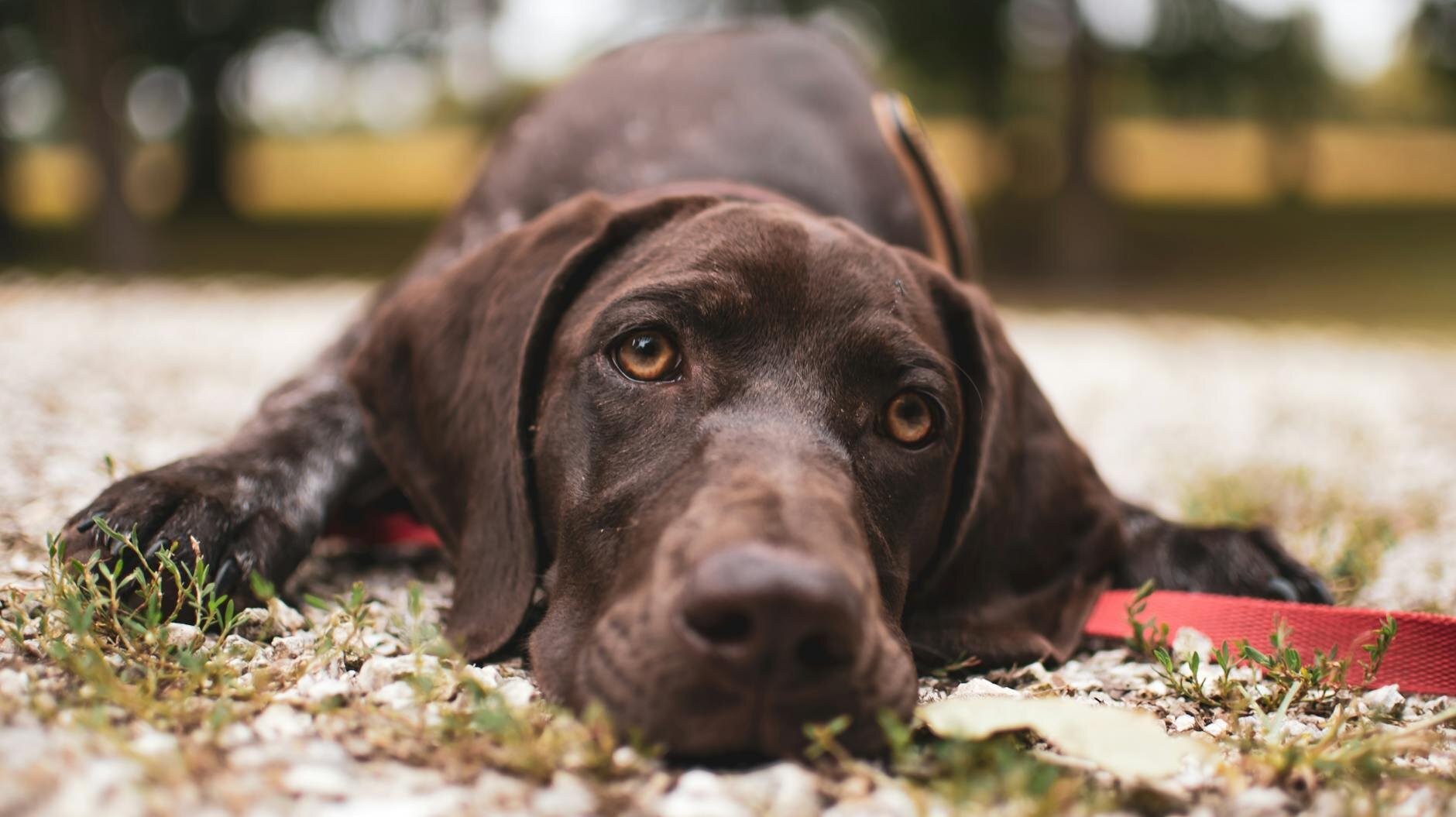 german shorthaired pointer lying flat on ground