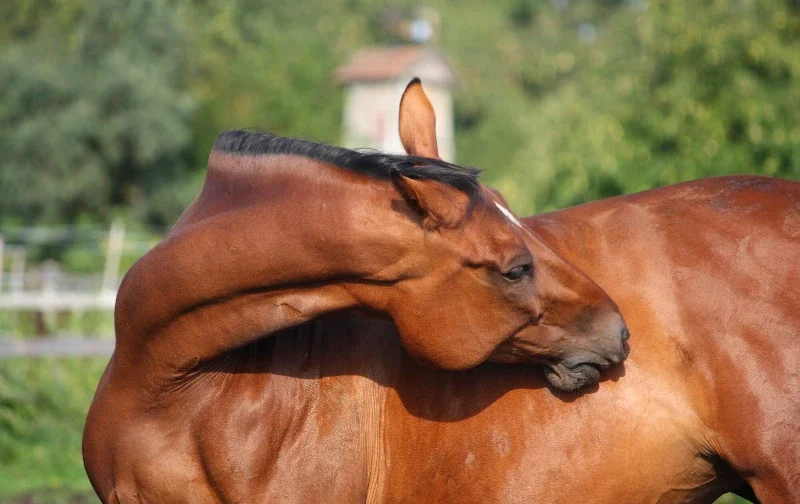 horse nibbling at it's side