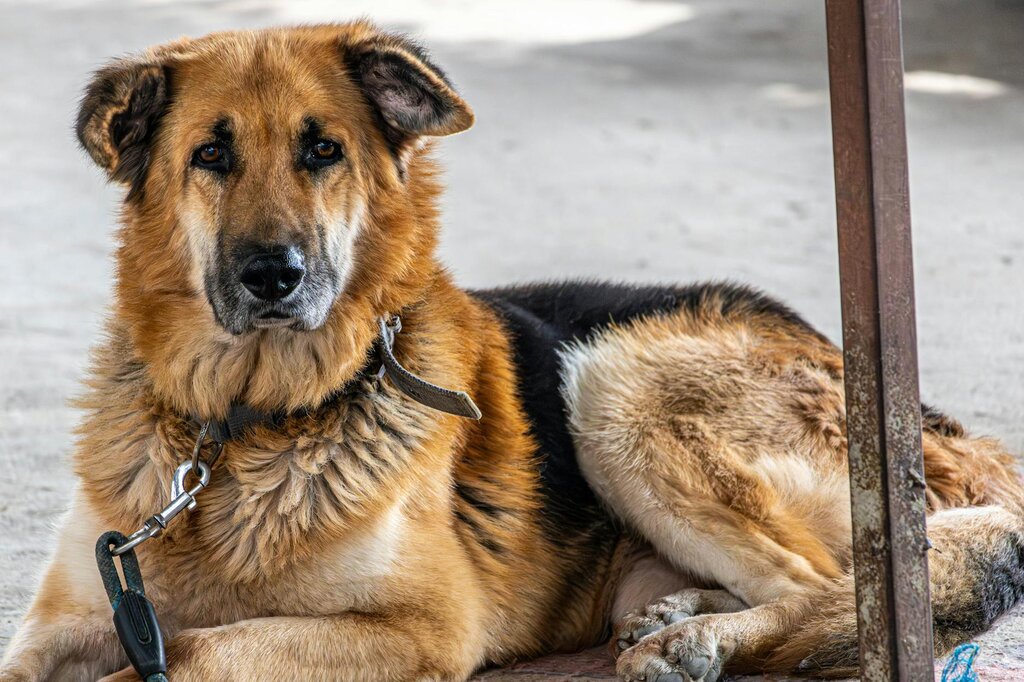 thin german shepherd lying on concrete