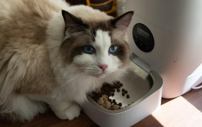 cat eating from automatic feeder
