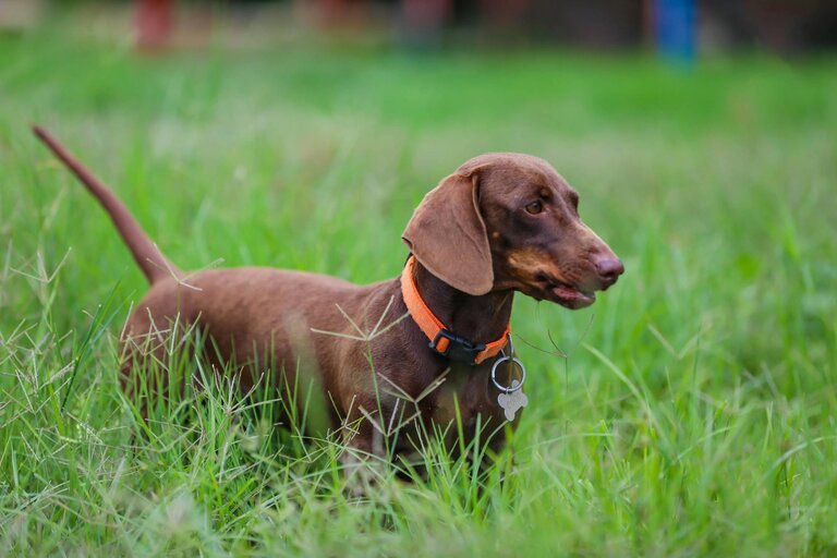 dachshund standing in long grass
