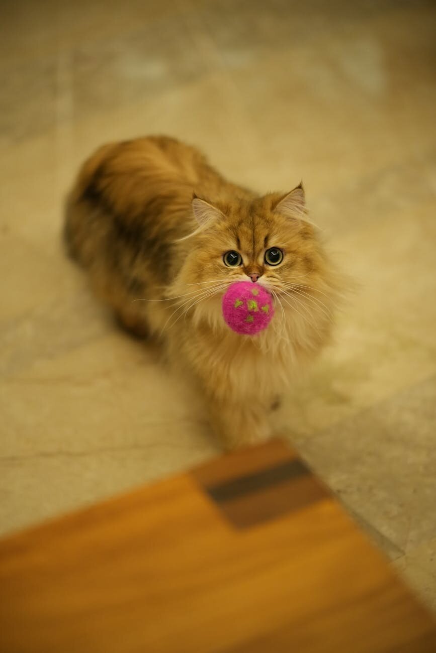 fluffy cat holding a pink ball in its mouth