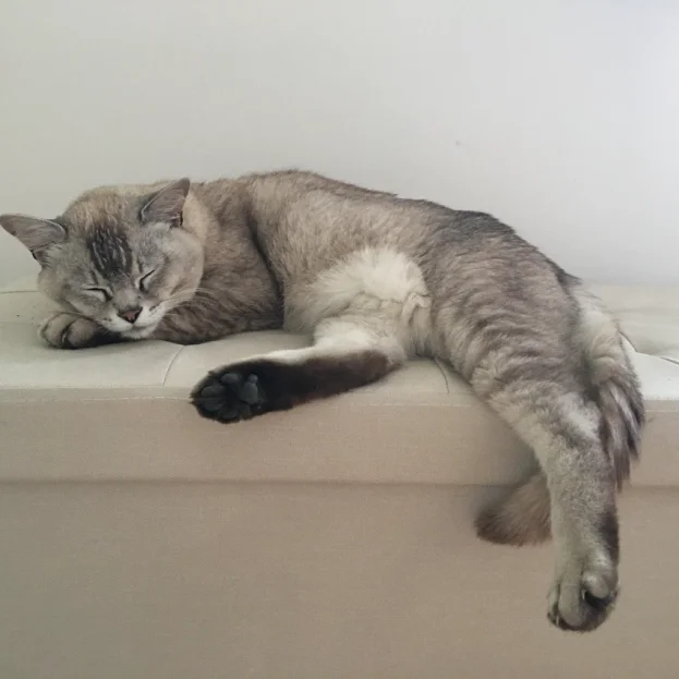 burmilla asleep on leather footstool