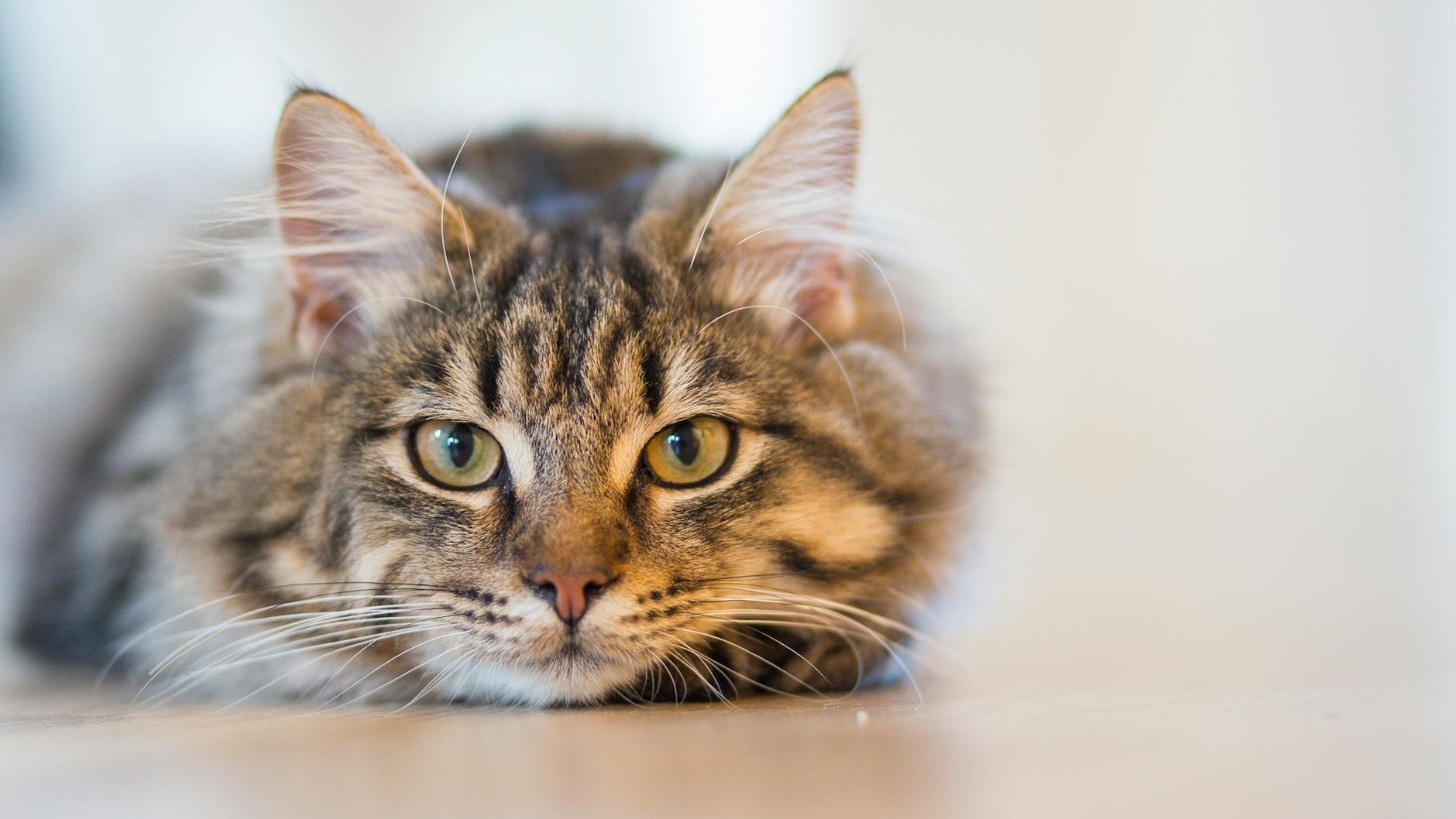 A tabby cat lying down looking at the camera