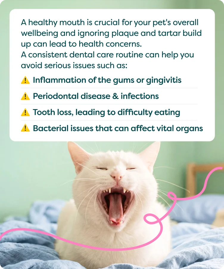 the vet guide to home dental care for pets
