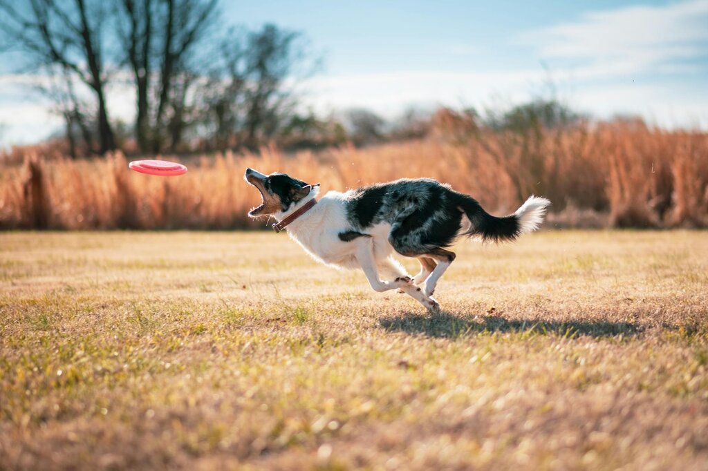 border collie chasing a frisbee