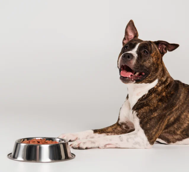 staffy with a food bowl