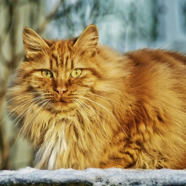 ginger norwegian forest cat outdoors