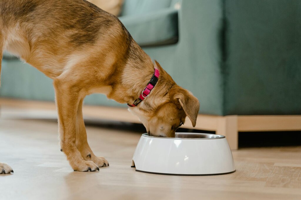 dog eating from white bowl