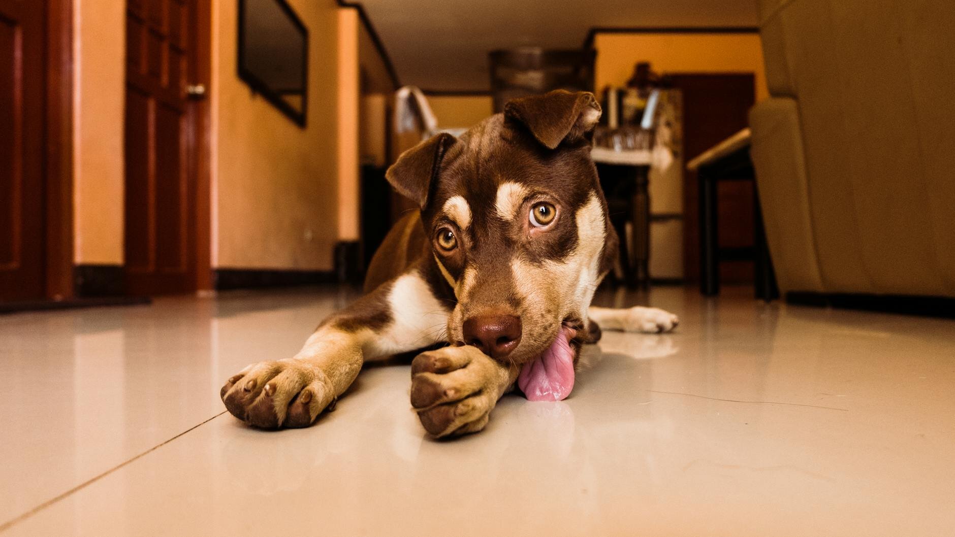 Kelpie x dog lying on tiles licking paw