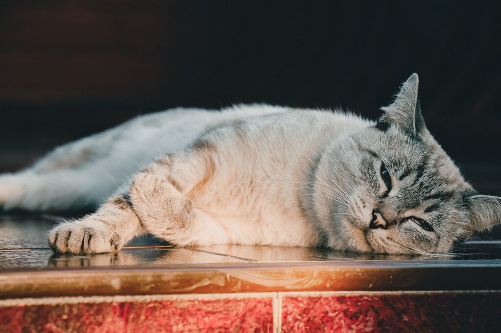 cat lying on tiled floor