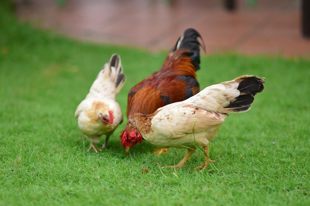 3 chickens foraging