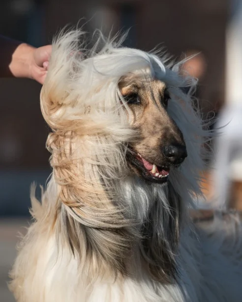 close up of afghan hound with wind blowing hair
