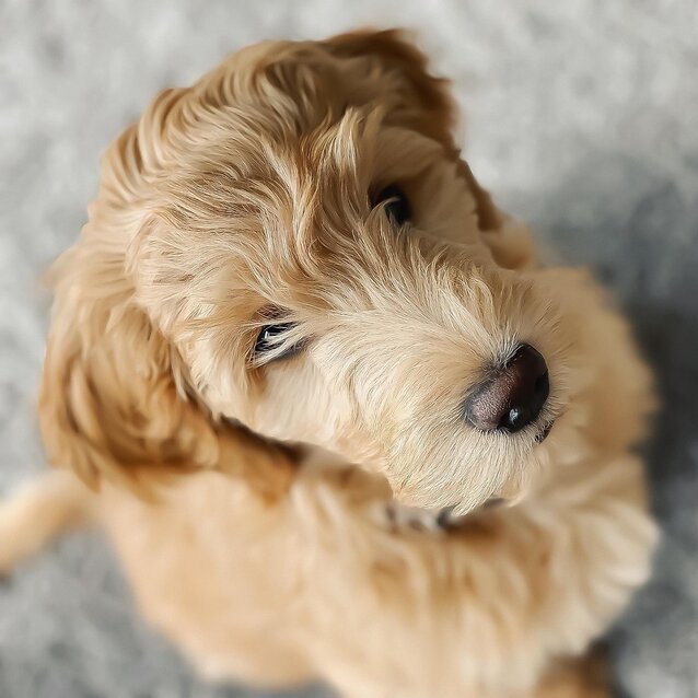 Groodle puppy looking up at camera