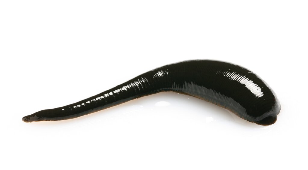 leech on a white background