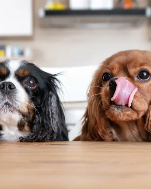 2 cavaliers waiting for food, one licking lips