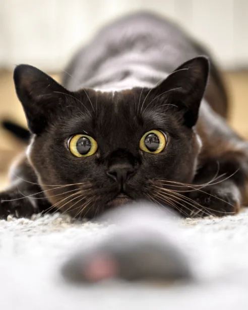 burmese cat stalking toy mouse