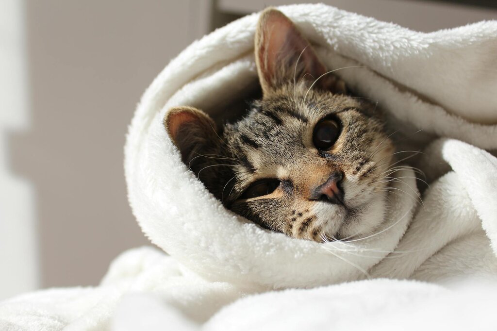 a tabby cat rugged up in a white blanket