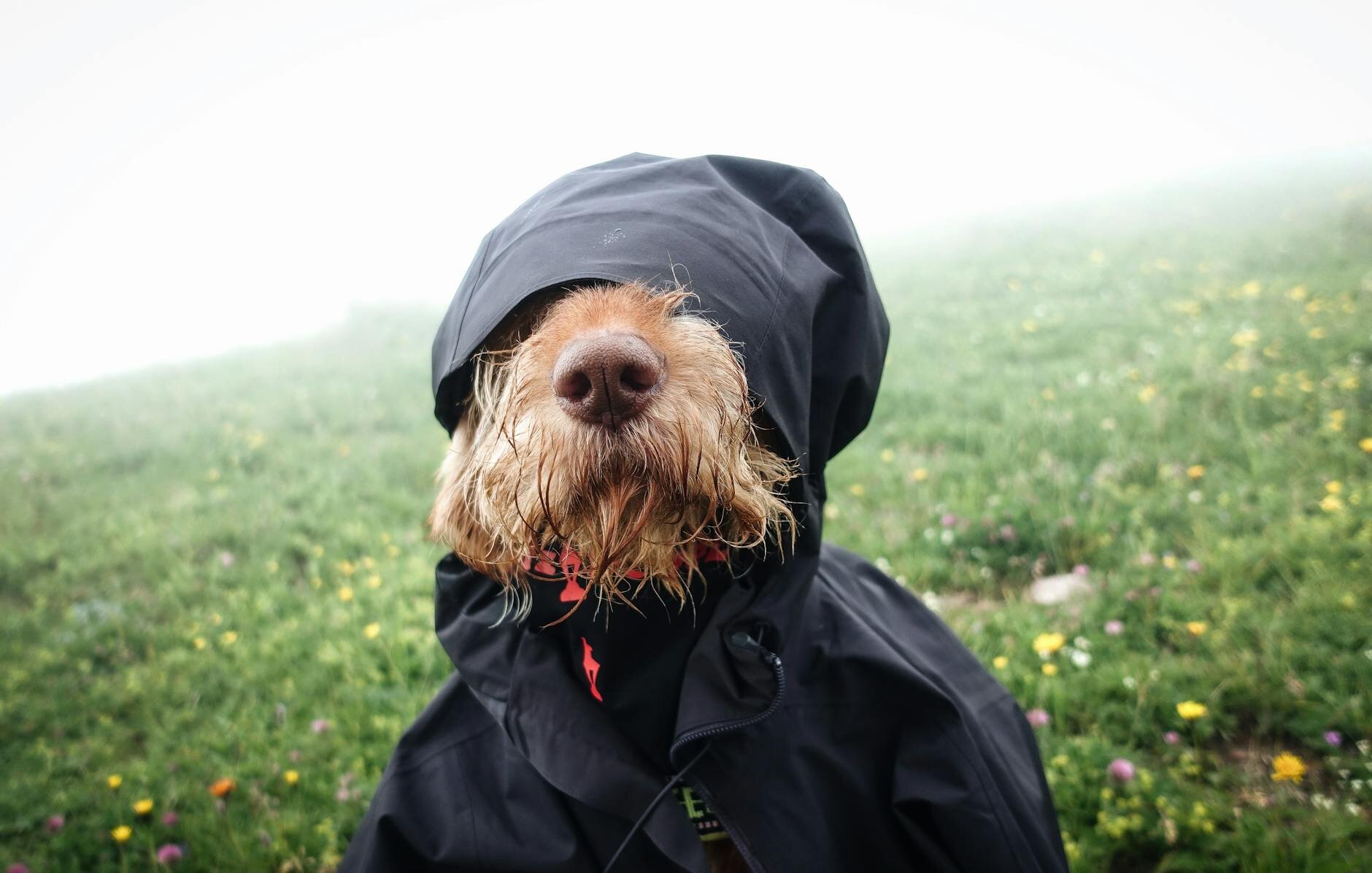 dog in a coat