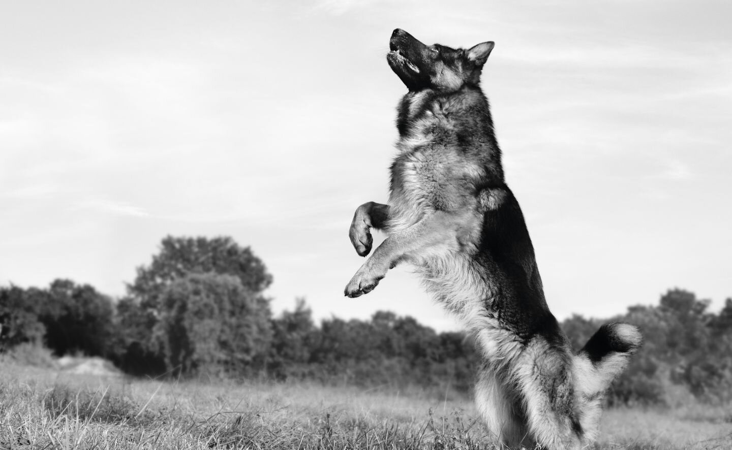 german shepherd standing up on back legs