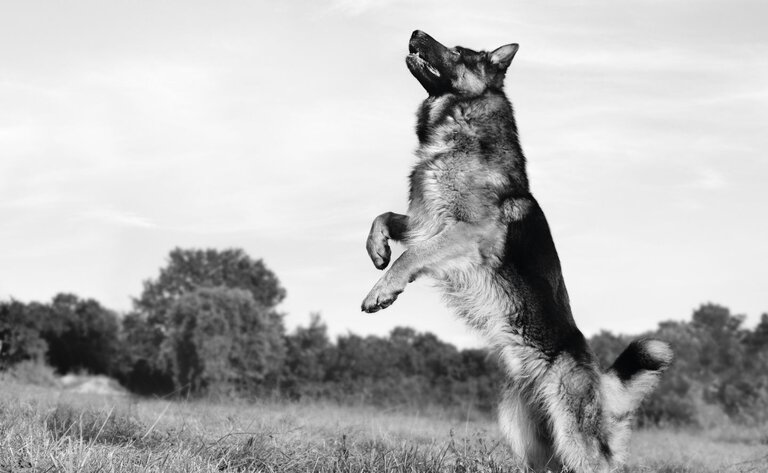 german shepherd standing up on back legs