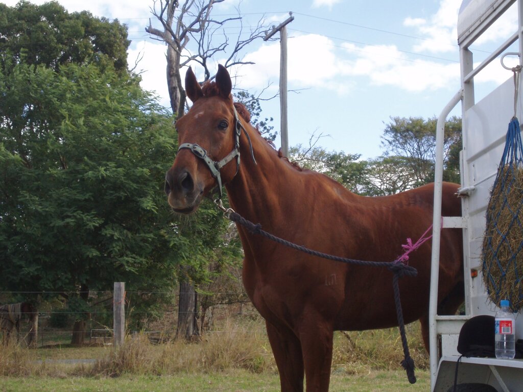 chestnut horse tied to a horse trailer