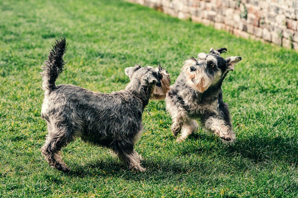 two dogs playing