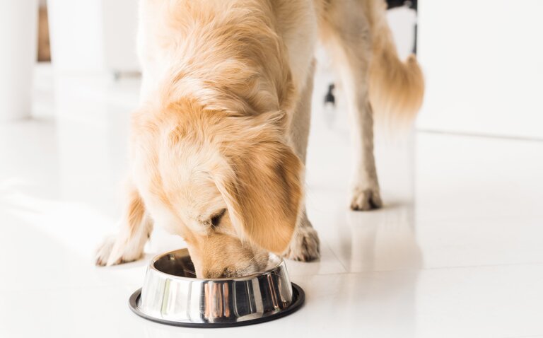 golden retriever eating from stainless steel bowl