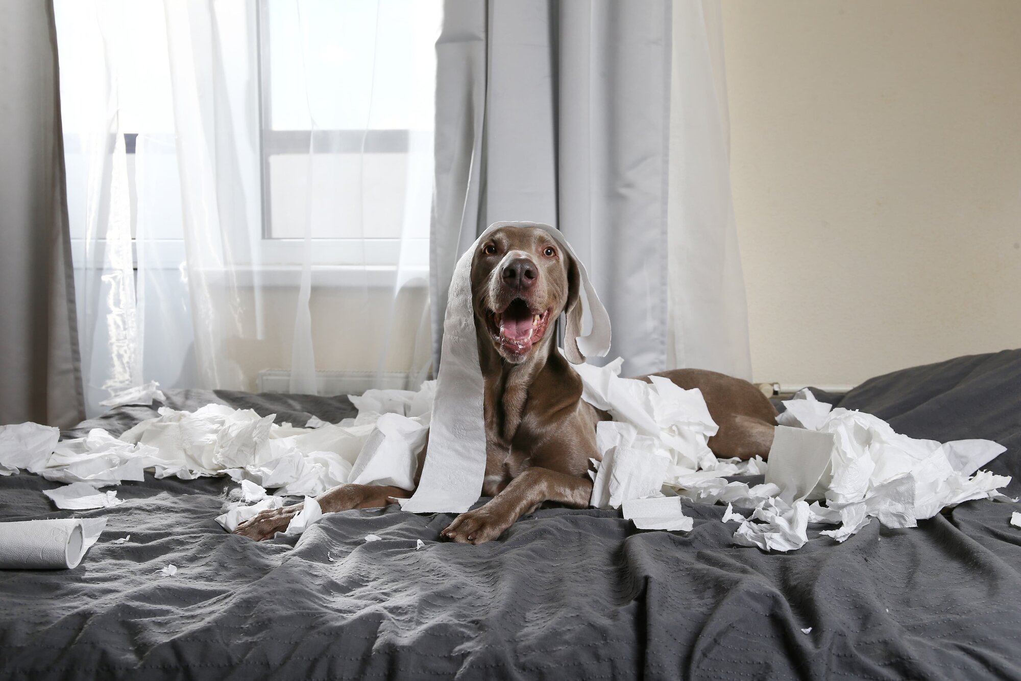 dog covered in toilet paper