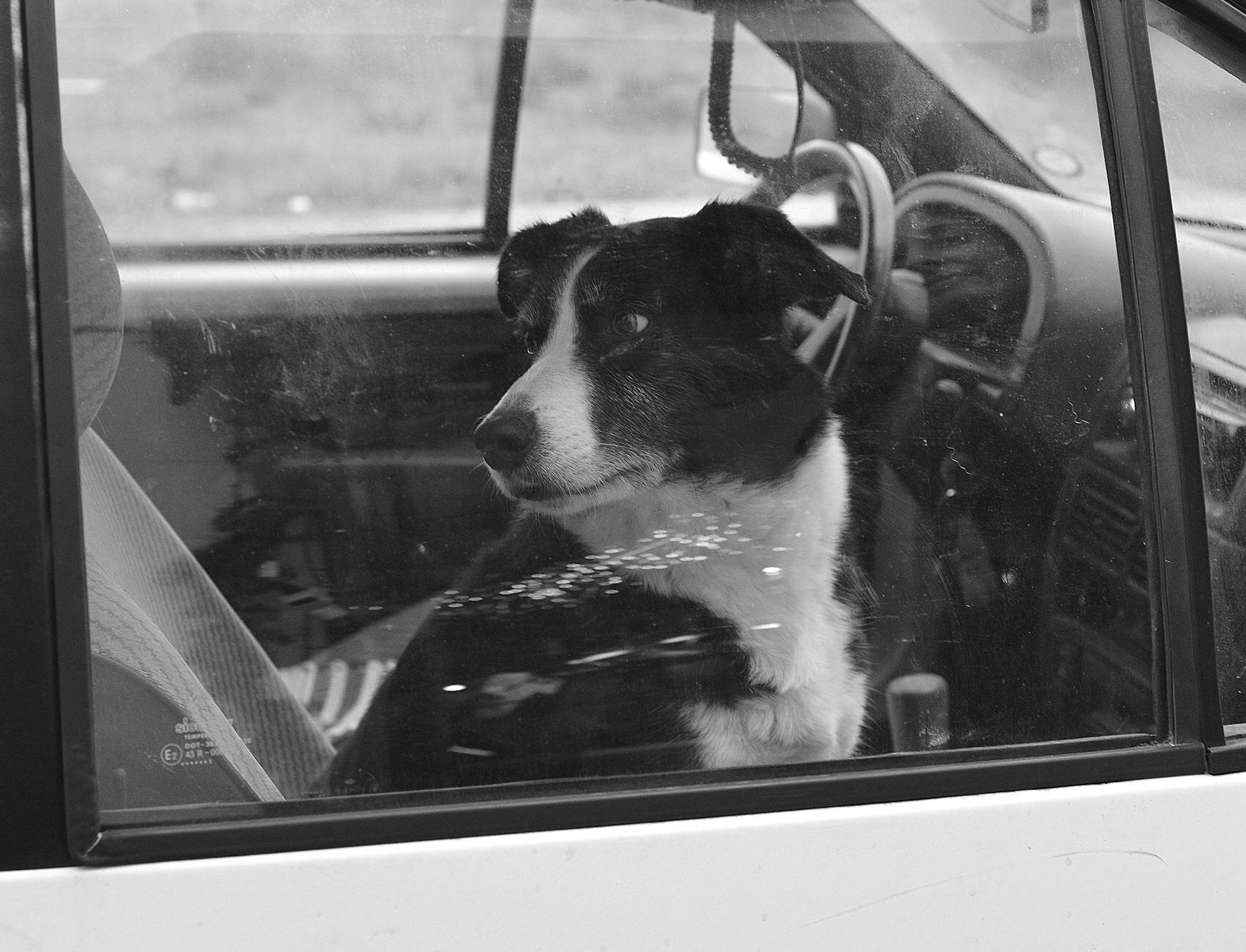black and white image of dog locked in car