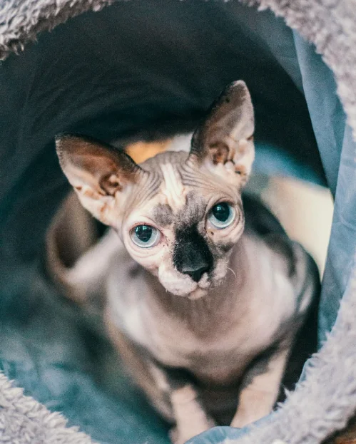 sphynx cat in tunnel