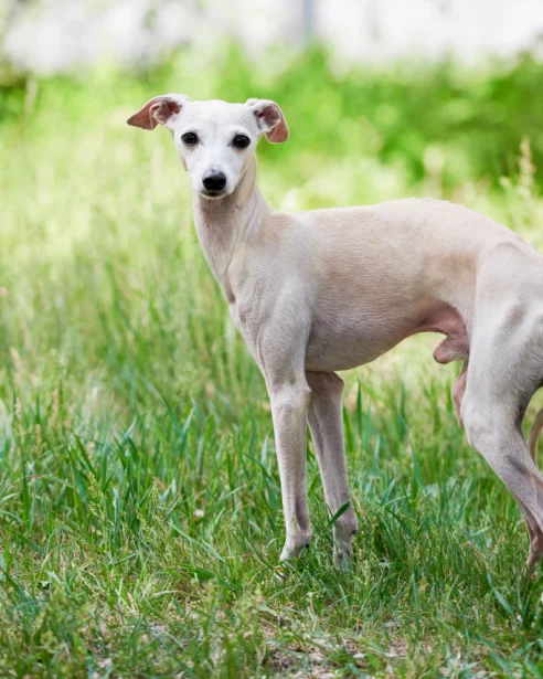 italian greyhound standing in long grass