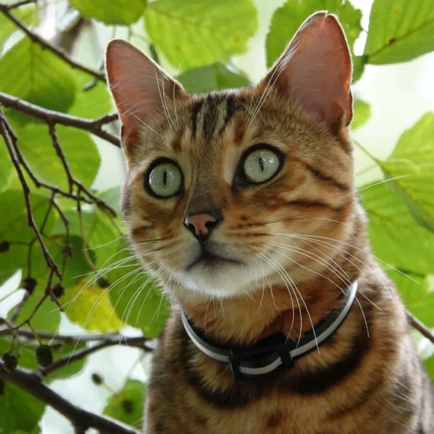 close up of Bengal cat outdoors