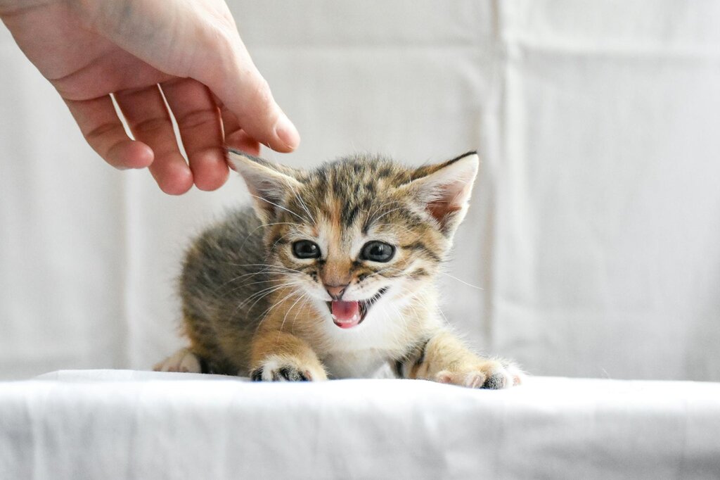 young tabby kitten hissing