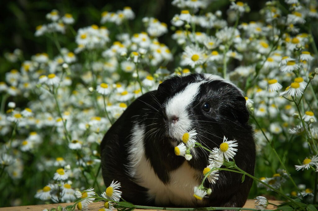 guinea pig in a field of daisies