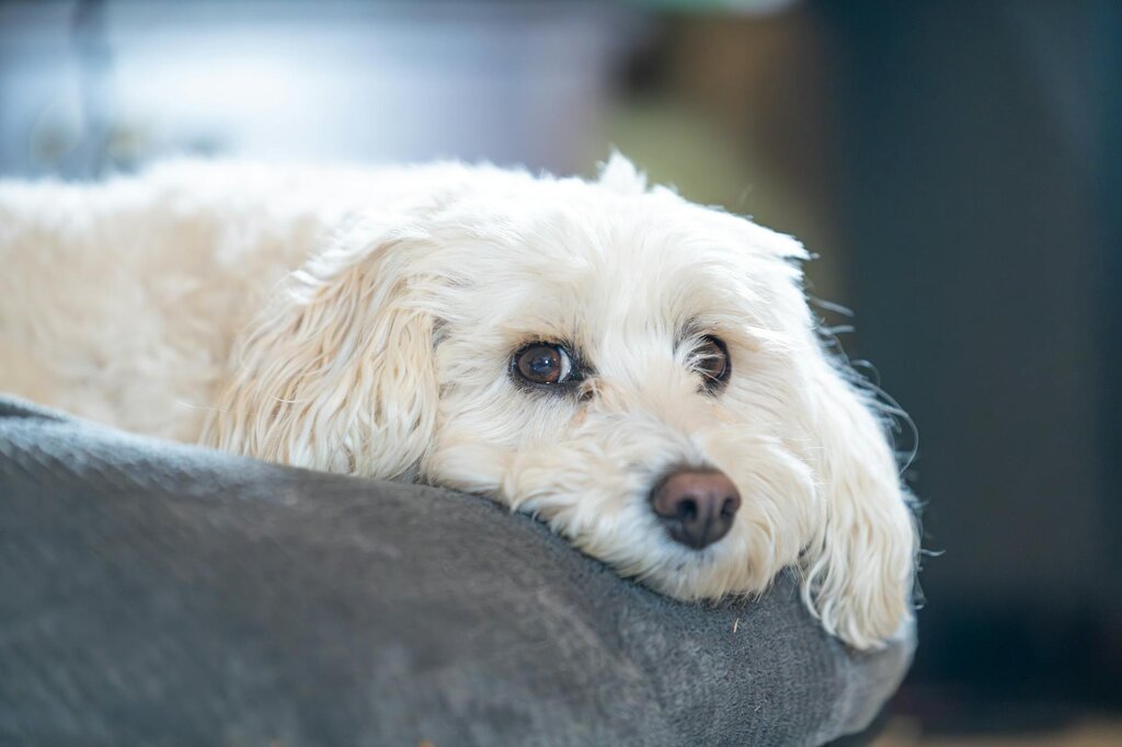 oodle resting on bed