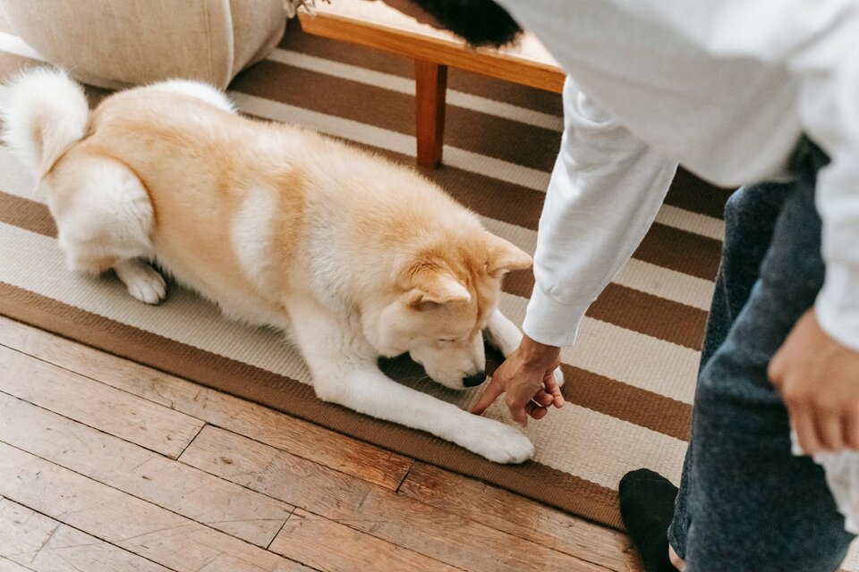 dog lying down to wear person is pointing to