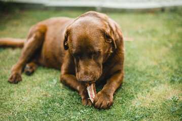 chocolate labrador dog eating a bone 