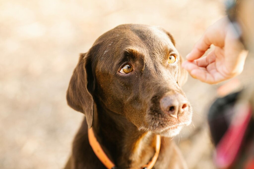 Brown Labrador focusing on human hand