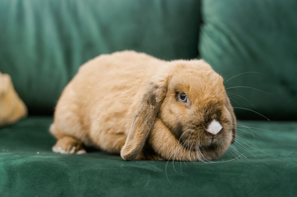 rabbit sitting on lounge