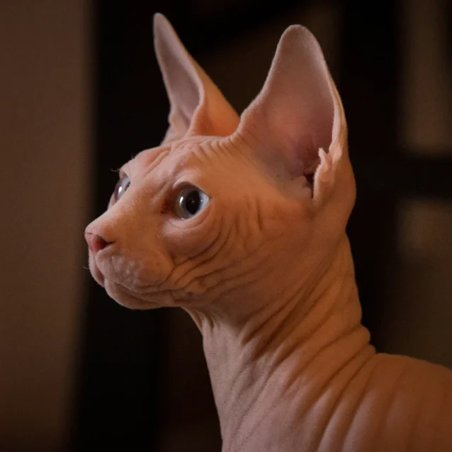 ragdoll cat eating from a bowl