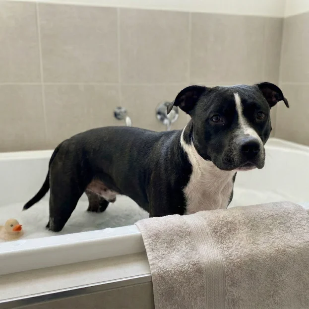 American Staffy having a bath