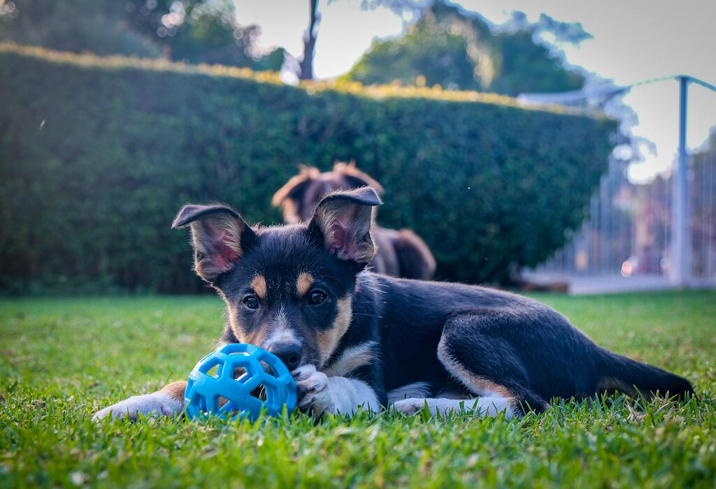 puppy playing with toy on grass