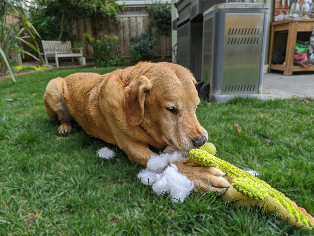 dog chewing up toys