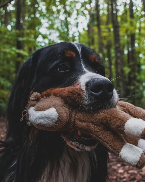 Bernese Mountain Dog holding soft toy in mouth