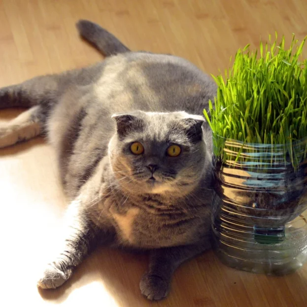 scottish fold cat lying next to container of cat grass