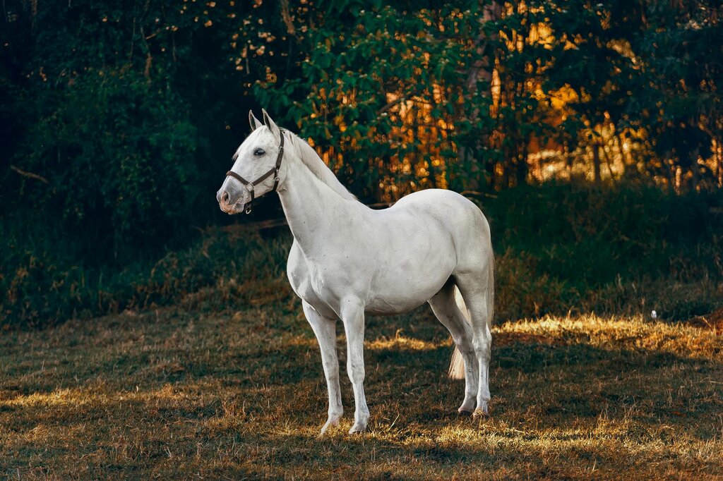 horse standing in shade