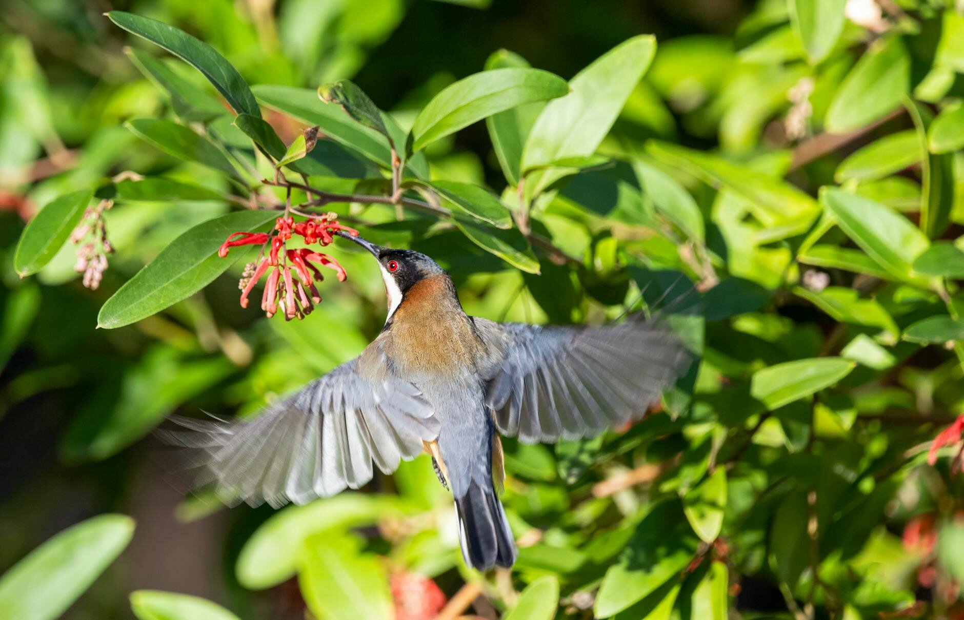 eastern spinebill