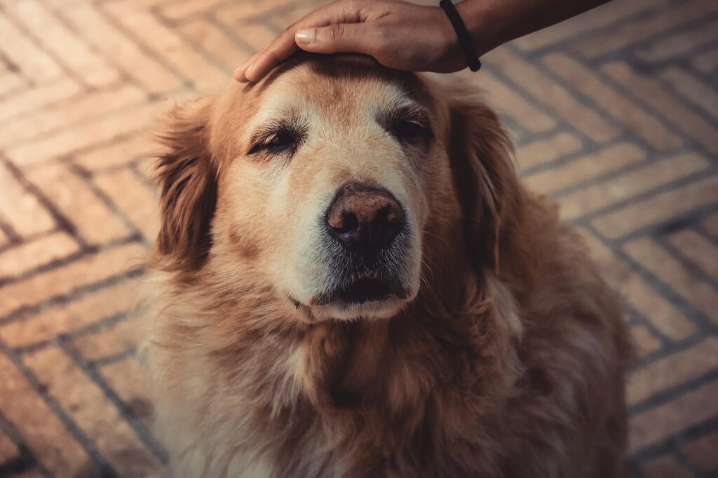 old Golden Retriever being patted on head
